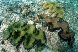 Image result for Tridactyle stevartiana