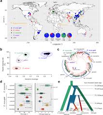 Image result for Echinochloa haploclada