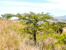 Image result for Aneilema brunneospermum