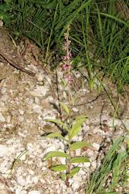 Image result for Habenaria uncicalcar