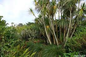 epingle sur jardin potager