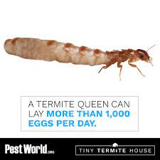 Andrews termite and pest control. Andrews Termite And Pest Control Doyleandrewsjr Twitter