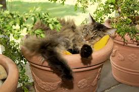 Sobald es frühling wird, zieht es uns das netz sollte ausreichend hoch sein, damit die katze nicht mit einem beherzten sprung entwischen kann. Balkon Katzensicher Machen Diese Moglichkeiten Gibt Es