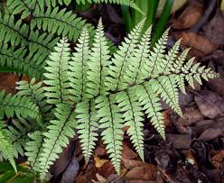 Image result for Athyrium schimperi