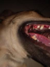 How To Treat My Dogs Bleeding Gums Petcoach