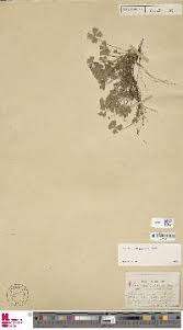 Image result for Marsilea villifolia