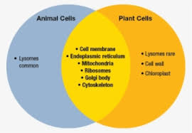 Difference between animal cell and plant cell venn diagram. Venn Diagrams Png Download Transparent Venn Diagrams Png Images For Free Nicepng