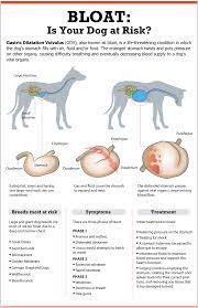 How to use a dog car harness. Bloat In Dogs What Why And How To Prevent Vet Medicine Pet Health Dog Care