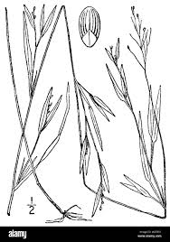 Image result for Panicum hymeniochilum