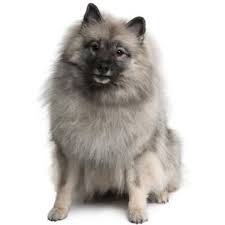 German Wolfspitz Keeshond Puppy Family Dogs Breeds Dog Breeds Medium