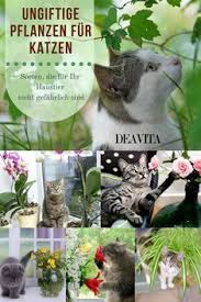 Welche Ungiftige Pflanzen Fur Katzen Konnen Sie Zu Hause Haben Ungiftige Pflanzen Fur Katzen Pflanzen Haustier