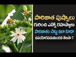 Pin On Flower