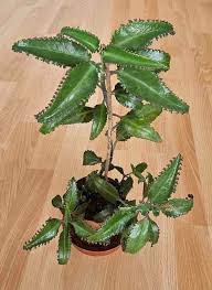 Image result for Encephalartos ngoyanus