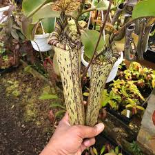 Image result for Xylotheca tettensis