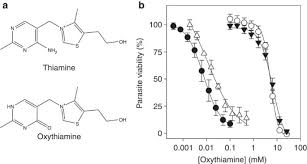 It is also known as vitamin b1. Chemical And Genetic Validation Of Thiamine Utilization As An Antimalarial Drug Target Nature Communications