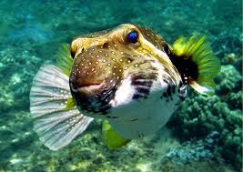 Black And White Striped Fish In The Gulf Of Mexico Spotted Dogfish Fish Pet Pets Animals