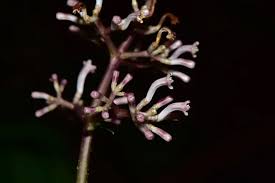 Image result for Chassalia parvifolia