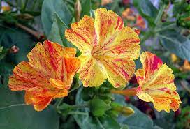 Three Flowers Flowers Clock Flower Flower Garden