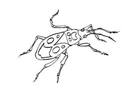 Coloriage Insecte Colorier Enfants Coloriage Insectes Coloriage Insectes