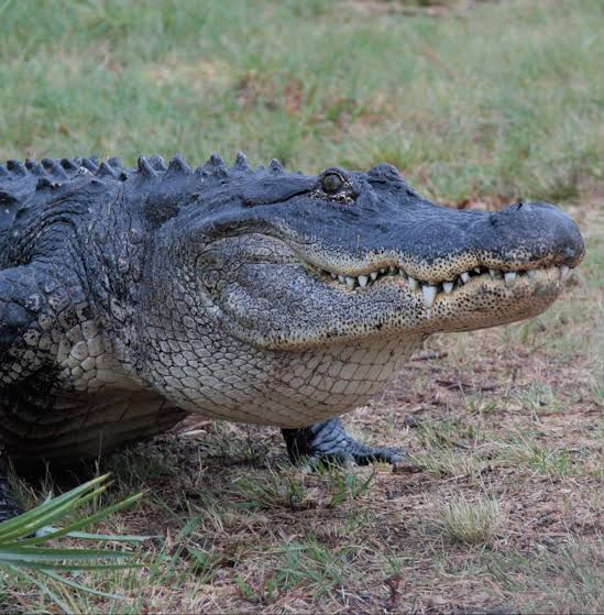 American alligator