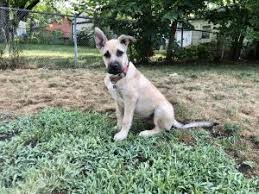 We usually plan shollie (collie/shepherd mix) litters throughout the year. O3nos5h0bro1jm