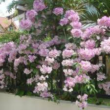 Vitis vinifera, the common grape vine, is a species of flowering plant, native to the mediterranean region, central europe, and southwestern asia, from morocco and portugal north to southern germany and east to northern iran. Climbers Creepers Plantslive