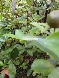 Limau kasturi juga dikenali dengan pelbagai nama seperti calamansi, acid orange. Tanaman Limau Kesturi Tanamannya