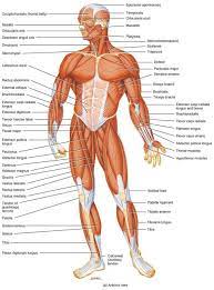 The interactive muscle anatomy diagram shown below outlines the major superficial (i.e. Pin On What Is