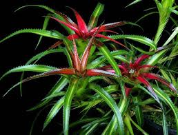 Image result for Geigeria brevifolia