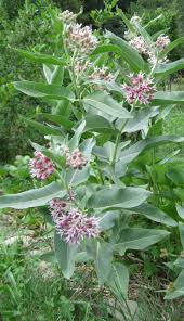 Image result for Asclepias aurea