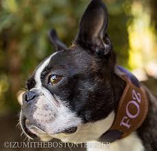 Black And White Boston Terrier Pictures Cute Black And White Boston Terrier Looking Good In This Allyjay Monogram Collar Dog Collars Leashes Boston Terrier Terrier
