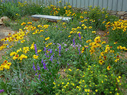 Wild flowers denver sihtnumber 80206. Wildflowers In Colorado 7 233 Extension