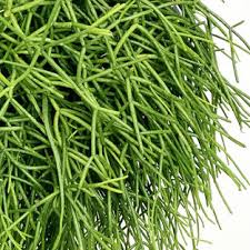 Image result for Rhipsalis baccifera