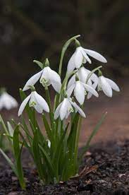 Pin On Snowdrops