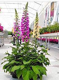 We did not find results for: Digitalis Foxglove Planter In Vernon Nj Highland Flowers