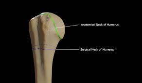 Humerus 3d Anatomy Doc Jana