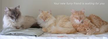The following maine coon characteristics help to. Maine Coon Adoptions California Based No Kill Cat Rescue