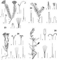 Image result for Pleiotaxis argentea