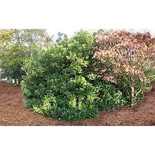 Image result for Eriosema parviflorum