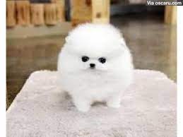 1000 Ideas About Pomeranian For Sale On Pinterest Teacup Pomeranian Puppy Pomsky Dog Puppies