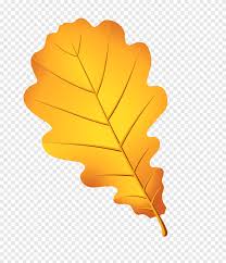Maybe you would like to learn more about one of these? Klaster Daun Ek Gambar Pohon Ek Inggris Daun Maple Daun Png Pngegg