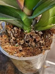 Image result for Cribbia brachyceras