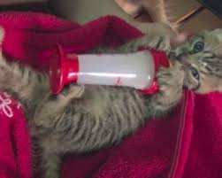 Can cats eat shrimp chips? Can Cats Eat Chips Cat Tips Can Cats Eat Chips