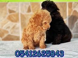 Toy Poodle Yavru Fiyatlari Oyuncak Kanis Poodle Kopek