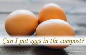 Maybe you would like to learn more about one of these? Can I Put Eggs In The Compost Rolypig