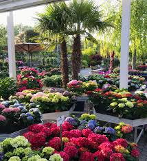 Die hier genannten angaben gelten nur im normalfall. Baumschule Gartencenter Galabau Pflanzen Mohr Koln