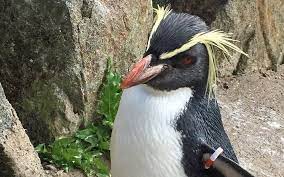 Mrs. Wolowitz, Penguin Named For 'Big Bang' Mom, Dies In Scotland Zoo | The  Times Of Israel