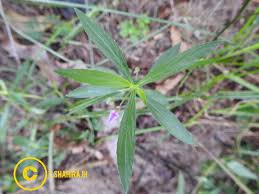 Image result for Afrohybanthus