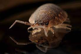 Pests our service can help with. Can Pest Control Costs Be Charged To Renter
