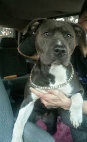 Ke Ke With Her Chain On Pitbull Puppies Blue Pitbull Puppies